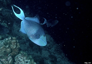 Maldives 2021 - Baliste bleu - Blue triggerfish - Odonus niger - DSC00734_rc